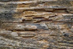 Wood Texture Old