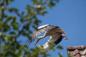 Bird Nature Animal World