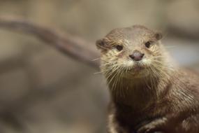 The Tree Otter