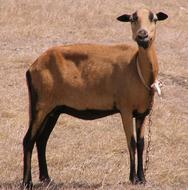 The Sheep Mammals Animal Domestic