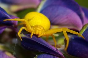 Spider Insect Macro