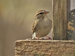 sparrow Bird in Wildlife Outdoors