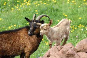 Goats Kid Mother