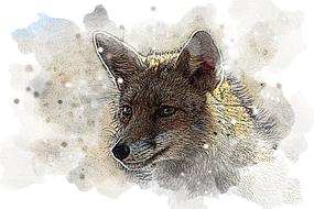 watercolor drawing painting fox