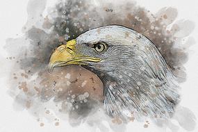 watercolor drawing of eagle bird