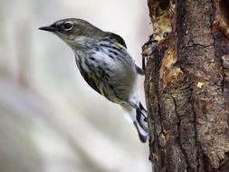 Wildlife Bird Nature