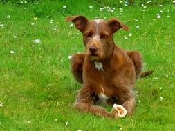 Pet Dog Brown