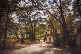 Trees and Abandoned House