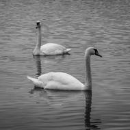 Swan Birds in Lake monochrome photo