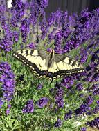 Lavender Makaon Butterfly