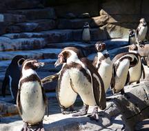 Humboldt Penguin Bird