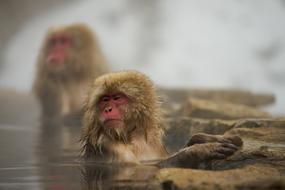 Monkey Mammal Wild Animals