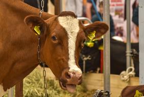 Animal Cow Farm