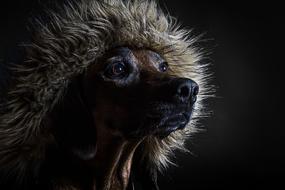 Dog Animal Pet Big
