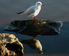 Seagull Bird Water