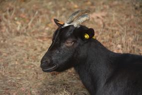 black farm goat in the field