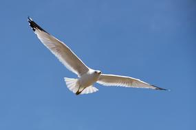 Seagull Flying In Flight