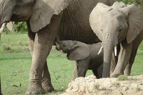 Elephant Wildlife Trunk
