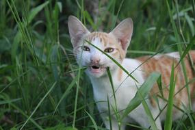 Animal Cute Nature