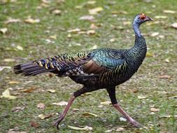 Bird Plumage Colorful