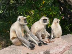 Mammal Animal World