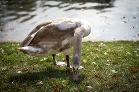 Swan White Gray