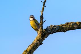 Blue Tit in Spring Lake Nature