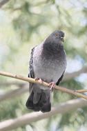 Bird Nature Dove