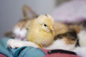 Bird Little Cute