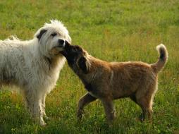 Dog Mammal Animal