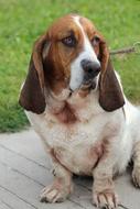 Dog Pet Portrait Basset