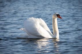 Waters Bird Nature