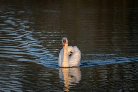 Swan Waters Lake