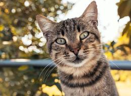Cat Malai portrait