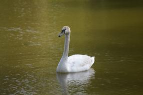 Schwan Svan Swan