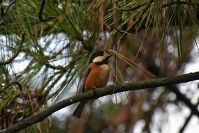 Animal Forest Bird Wild
