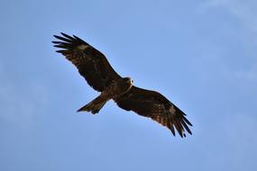 Animal Sky Bird Wild