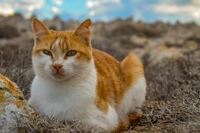 Cat Stray Animal