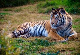 Tiger Feline Cat