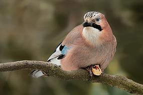 Animal Bird Jay Garrulus