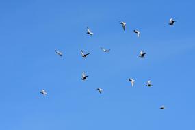 Gulls Swarm Birds Blue