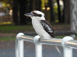Australian Bird Kookaburra