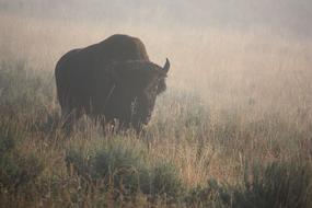 Buffalo Bison Mist Yellowstone