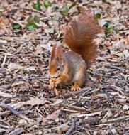 Rodent Mammal Squirrel