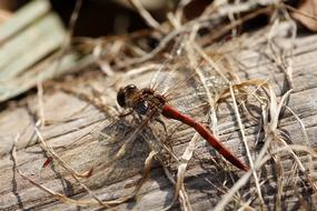 Dragonfly Macro Close Up