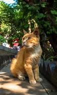 cute cat in the park