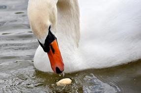 Swan Close Up Bird Water