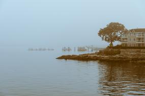 Fog Tree House