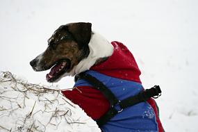 Dog Winter Snow