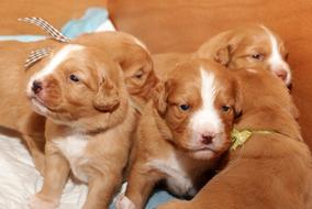 Puppy Toller Adorable
